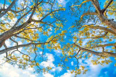 Mavi gökyüzü arka planında sarı yapraklar