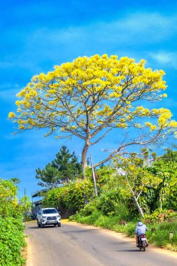 Bahçedeki güzel çiçekler