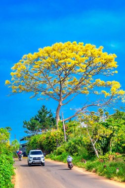 Güzel bir manzara Ağacı ve mavi gökyüzü