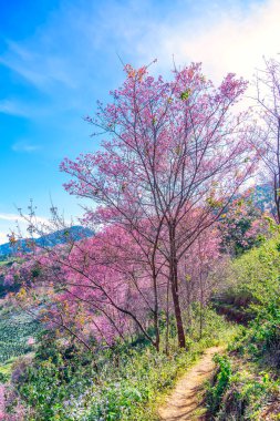 Güzel kiraz çiçekli sakura bahar zamanı, Chiang rai vilayeti, Tayland.