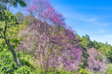 İlkbaharda güzel kiraz çiçekleri