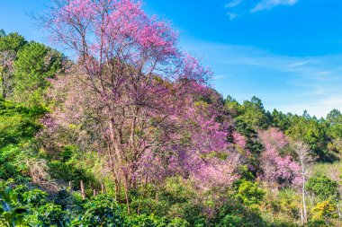 Doi Khang Dağı 'nda kiraz çiçeği, Chiang Mai, Tayland.
