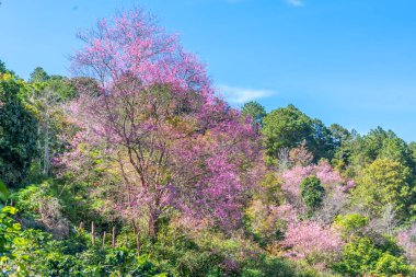 Chiangmai Tayland 'da sakura çiçeği.