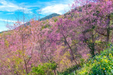 Kiraz çiçeği ve Sakura.
