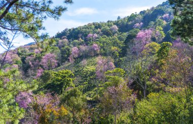 Ormanın güzel manzarası
