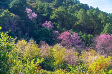 Kiraz çiçekleri ve Sakura