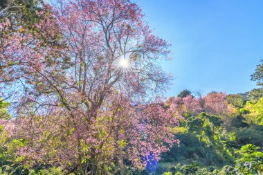 Parkın güzel manzarası