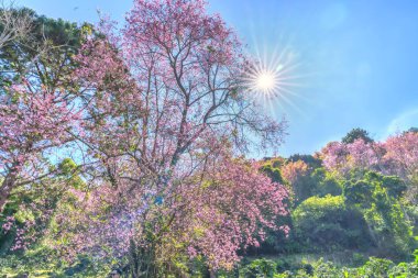 Japonya 'da kiraz çiçekleri, Tokyo