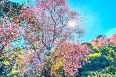 Parkta kiraz çiçeği