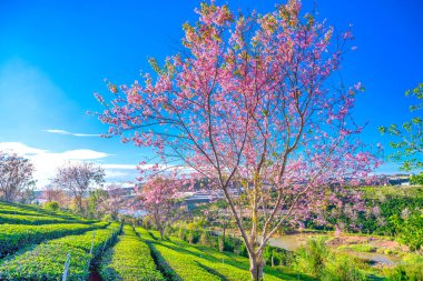 Bahçede güzel bahar çiçekleri
