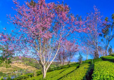 Bahçede bahar çiçekleri