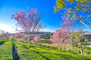 New York eyaletinin güzel manzaralı parkı.