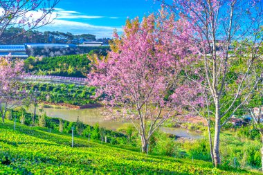 Şehirdeki parkın güzel manzarası