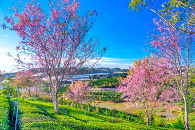 Parkın güzel manzarası