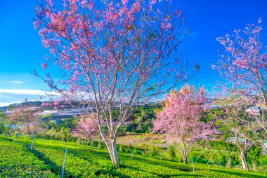 Bahar zamanı kiraz çiçeklerinin güzel manzarası
