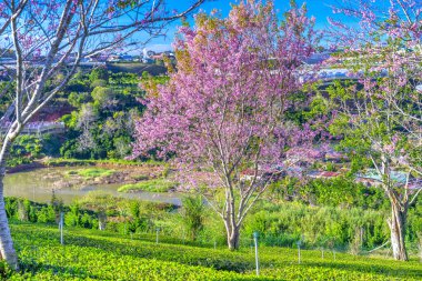 Bahçedeki güzel pembe çiçekler
