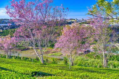 Dağların güzel manzarası