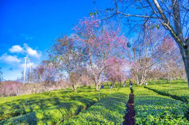 Bahçedeki güzel bahar manzarası