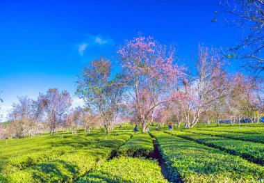 Çay çiftliği, chiang rai, thailand