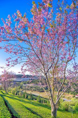 Bahçede bahar çiçekleri