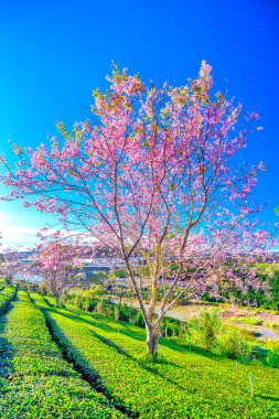 Bahçedeki güzel pembe çiçekler