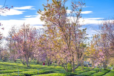 İlkbaharda kiraz ağacının güzel manzarası