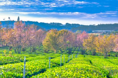 Sabah çay çiftliği.,