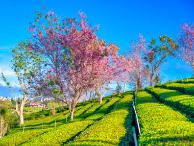 Bahçedeki güzel çiçekler