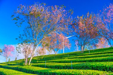Çay ağaçları ve çiçeklerle dolu güzel bir manzara.