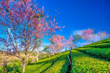 İlkbaharda çay ağaçları ve çiçekler