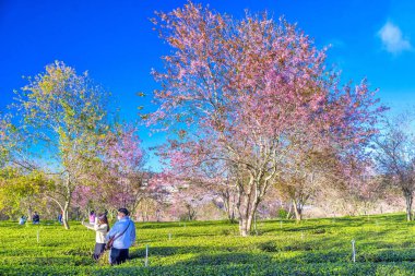 Bahçede güzel bahar çiçekleri