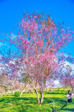 Bahçedeki güzel pembe çiçekler