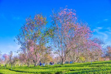 İlkbaharda kiraz çiçeği
