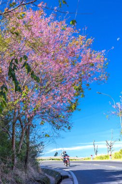 Tayland kiraz çiçeği