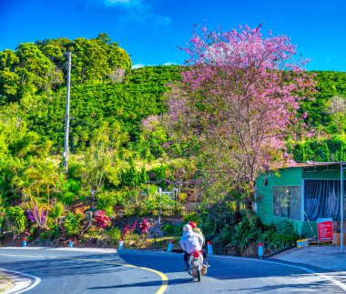 Güzel bahar çiçekleri manzarası