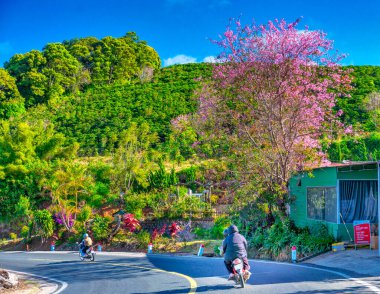 Yolda kiraz çiçeği açtı.