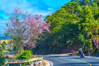 Renkli çiçek ve bitki