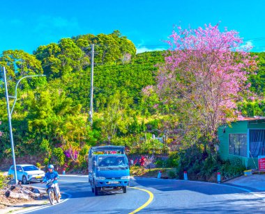 Parktaki renkli çiçekler.