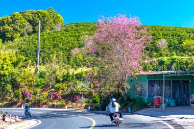 İlkbaharda kiraz çiçeği, Tayvan
