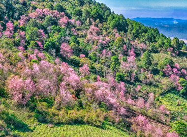 2026 ilkbaharında Da Lat, Vietnam 'ın dağlık bölgelerinde vahşi sakura ormanları çiçek açıyor. İlkel ormanların renklerindeki değişim baharın barışçıl gelişinin habercisidir.
