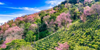 2026 ilkbaharında Da Lat, Vietnam 'ın dağlık bölgelerinde vahşi sakura ormanları çiçek açıyor. İlkel ormanların renklerindeki değişim baharın barışçıl gelişinin habercisidir.