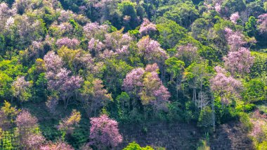 2026 ilkbaharında Da Lat, Vietnam 'ın dağlık bölgelerinde vahşi sakura ormanları çiçek açıyor. İlkel ormanların renklerindeki değişim baharın barışçıl gelişinin habercisidir.