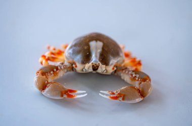 Temiz beyaz arkaplana karşı makro detay olarak küçük bir yengeç (Leucosia anatum).