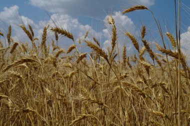 Sarı buğday tarlası.