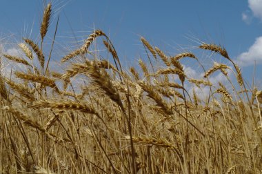 Sarı buğday tarlası.
