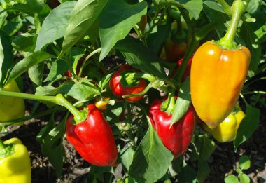 bahçede büyüyen sarı ve yeşil biber