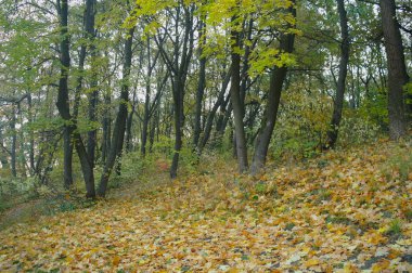 Sabah sis sonbahar ormanda