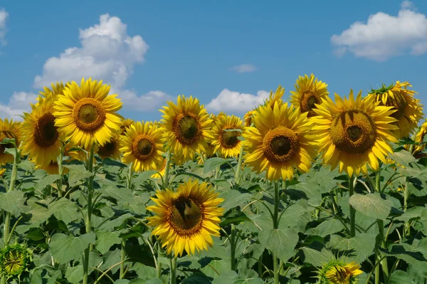 Ayçiçeği tarlası ve bulutlu gökyüzü