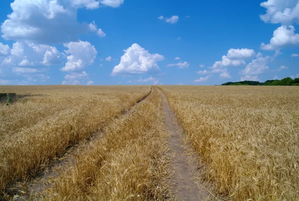 Yellow wheat field. — Stock Photo, Image