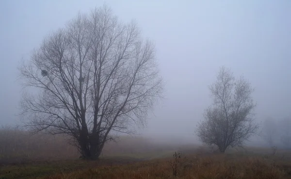 Herbstwald im Morgennebel — Stockfoto